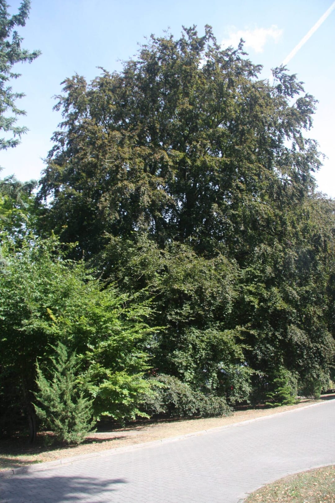 Dwa buki zwyczajne czerwonolistne