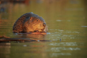 A European Beaver in late light