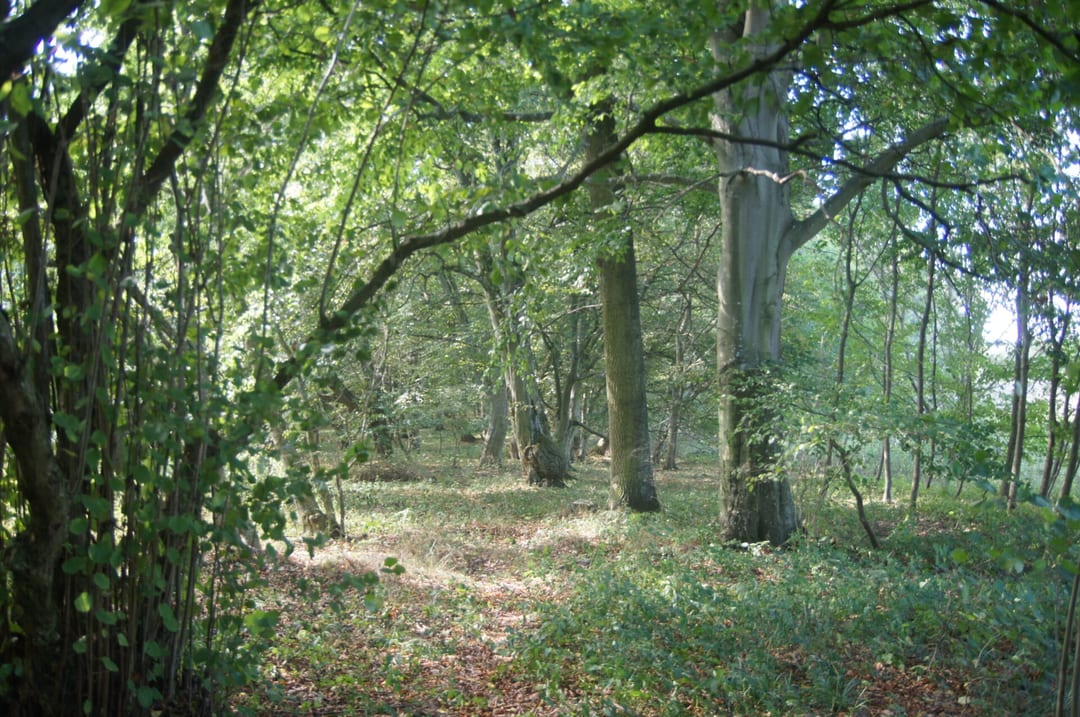 Park dworski w Kędrzynie