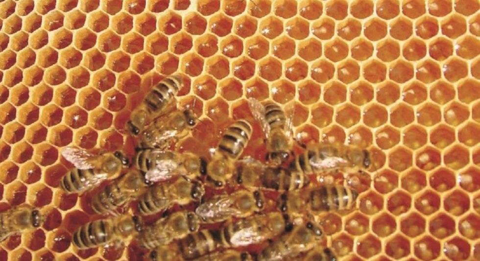 Schau-Imkerei und Bienenmuseum