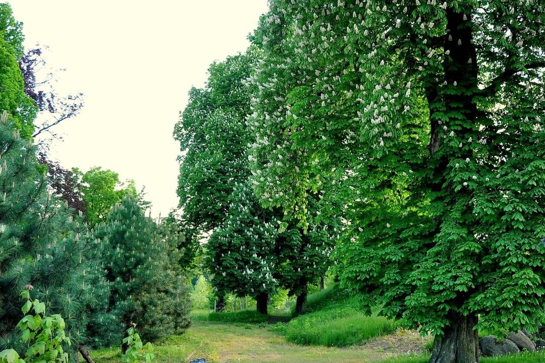 Park dworski w Korytowie