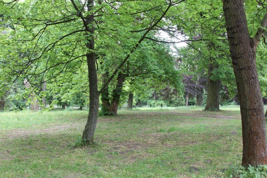 Park dworski w Krzymowie