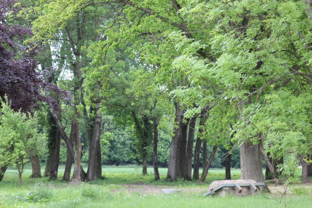 Park dworski w Rożnowie