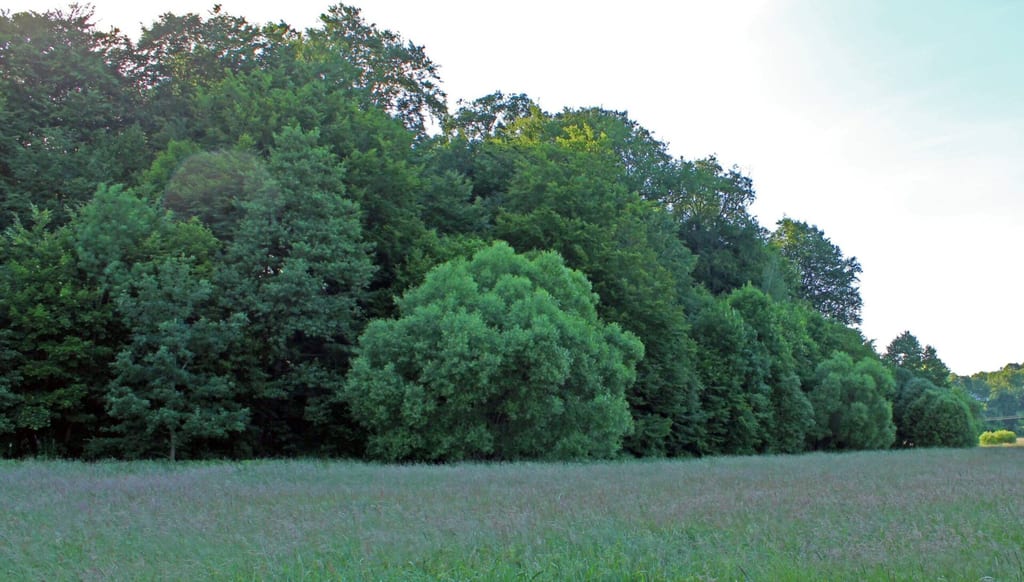 Park dworski w Gawrońcu