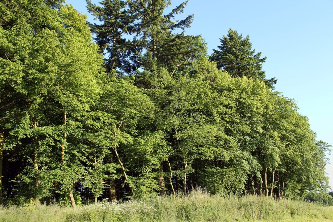 Park dworski w Jastrzębnikach