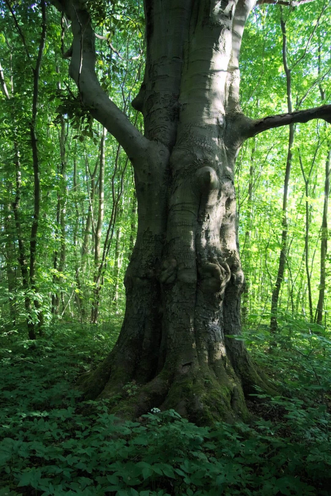 Park dworski w Żegocinie