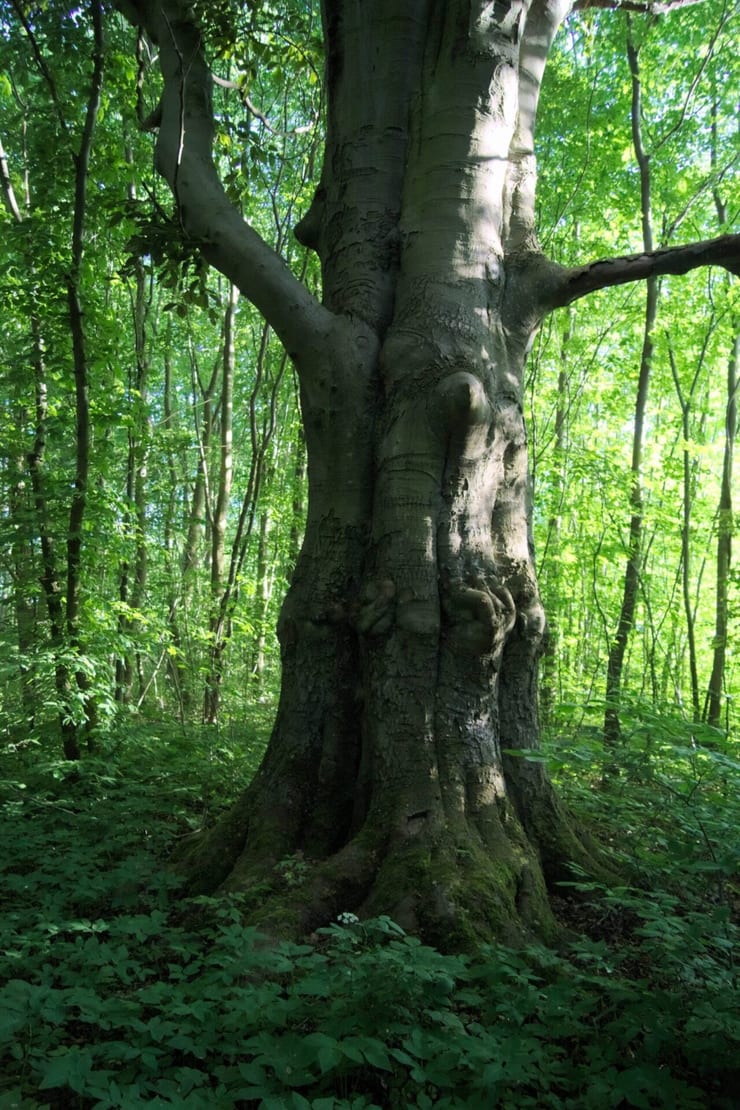 Park dworski w Żegocinie