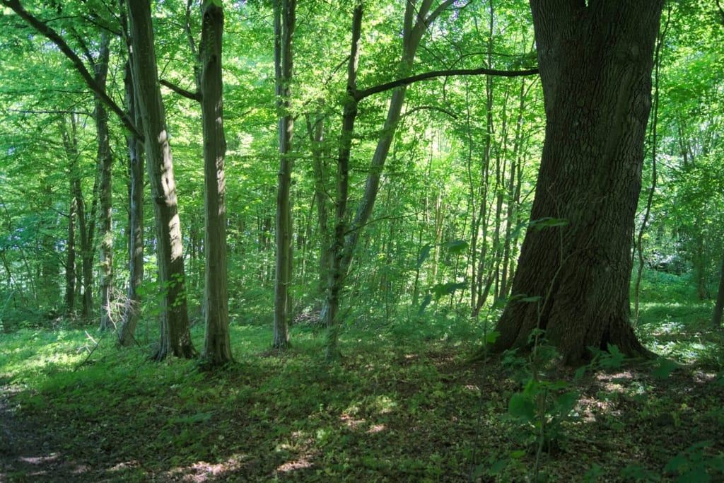 Park dworski w Złakowie