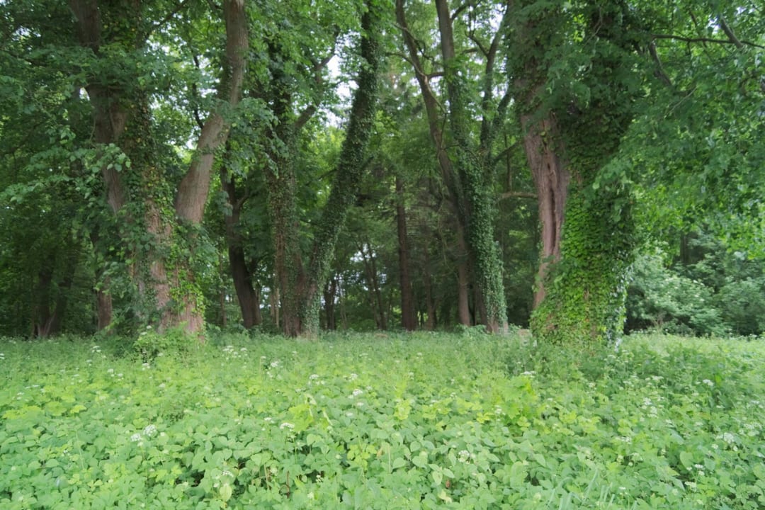 Park dworski w Kosierzewie
