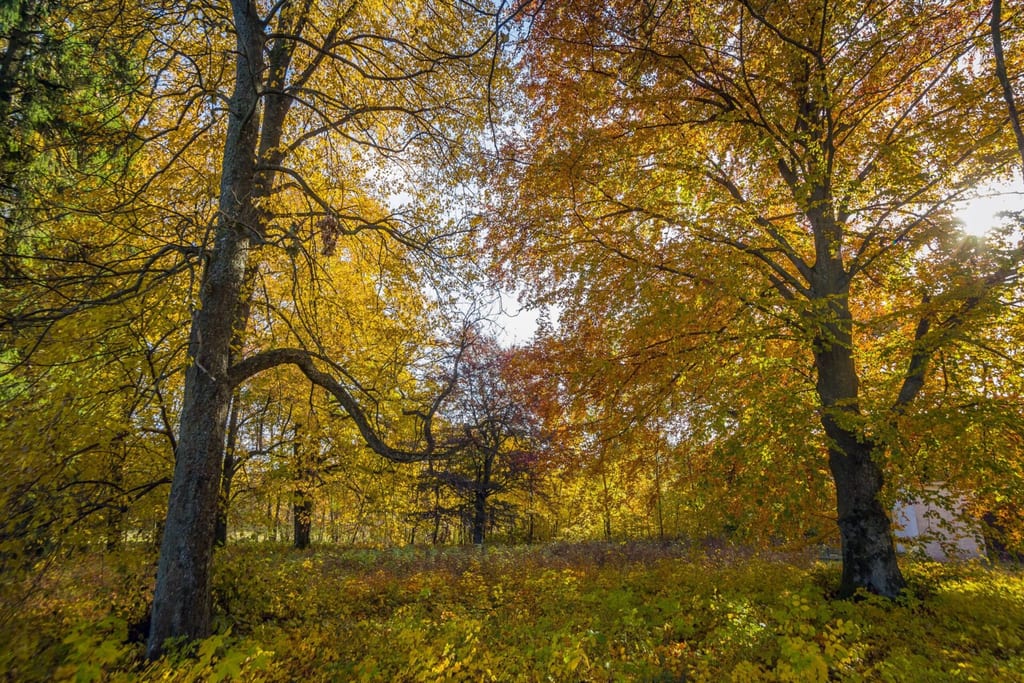 Park dworski w Bożenicach