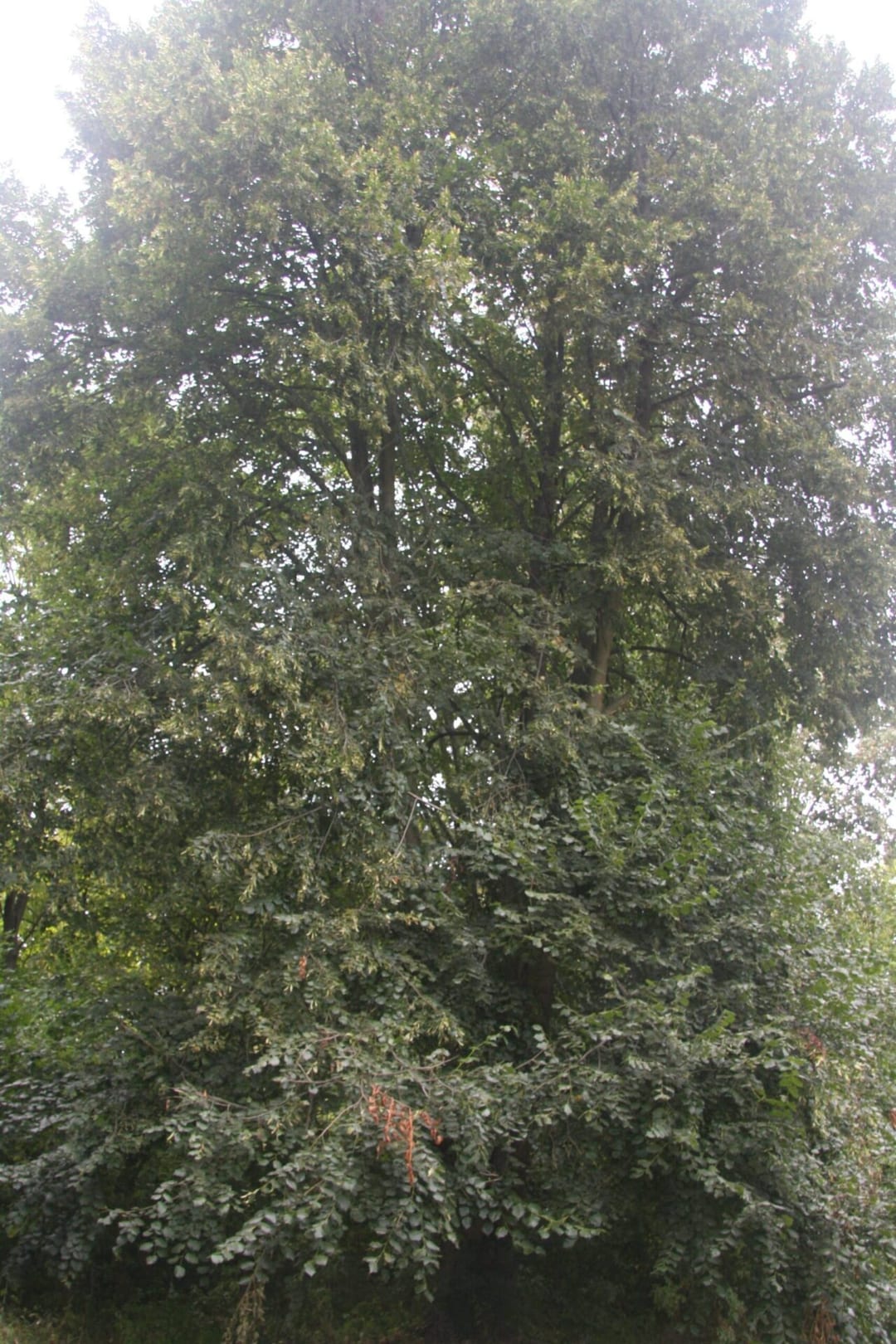 Park dworski w Laskach