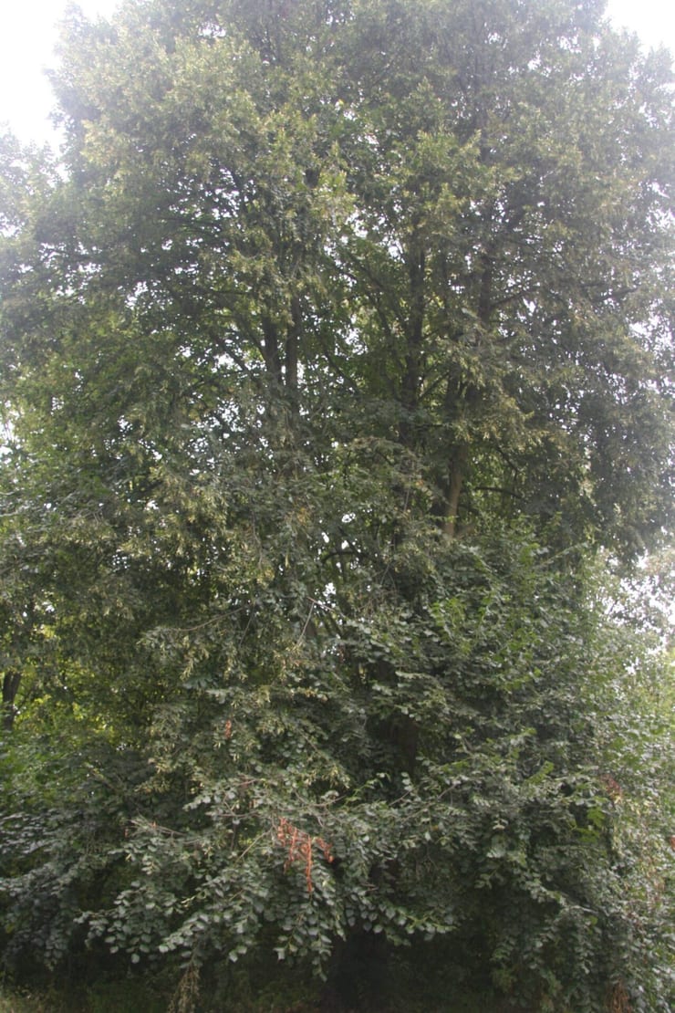 Park dworski w Laskach
