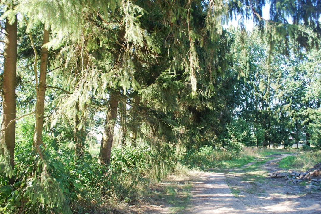 Park dworski w Włościborzu