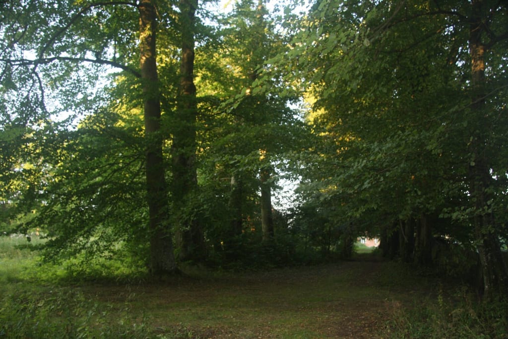 Park dworski w Tyczewie