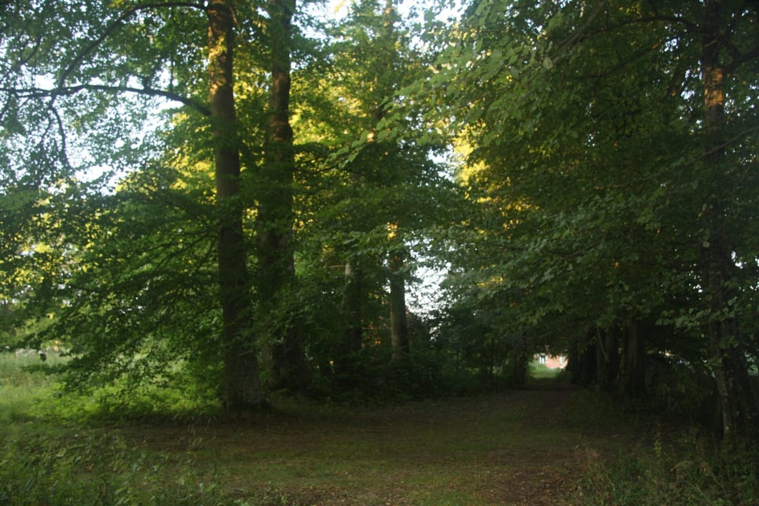 Park dworski w Tyczewie