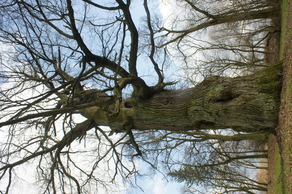 Park dworski w Strąpiu
