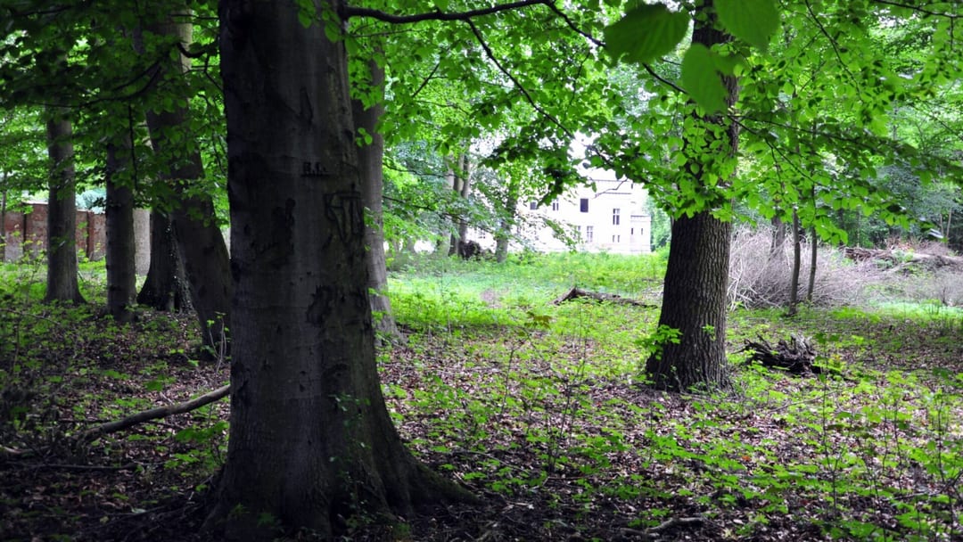 Park dworski w Dreżewie