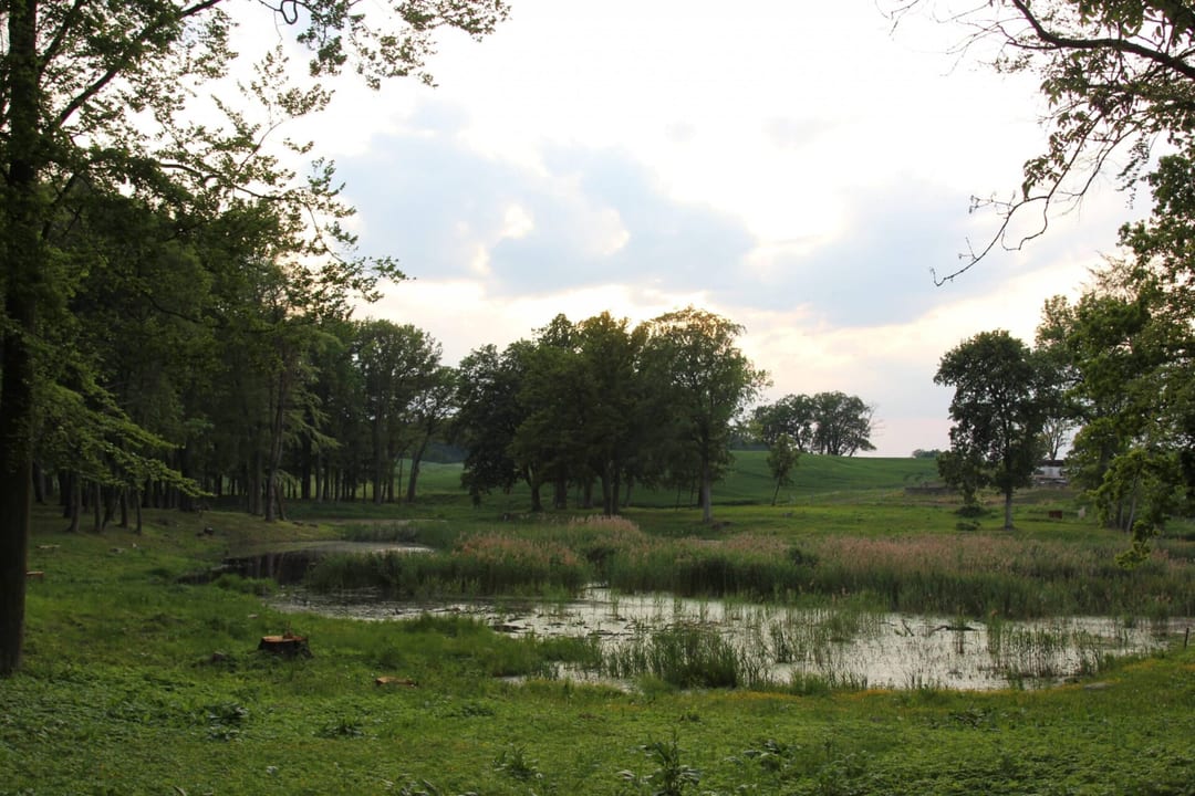 Park dworski w Gogolicach