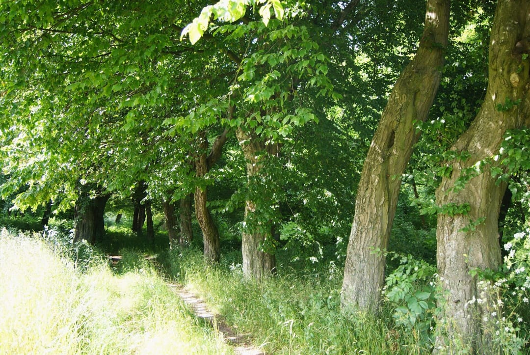 Park dworski w Zwierzynku