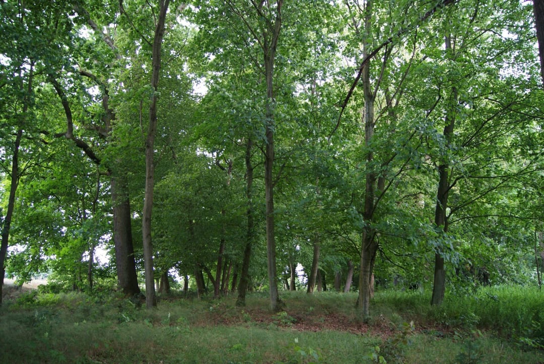 Park dworski w Wołkowie