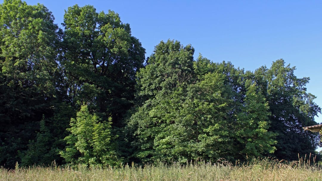 Park dworski w Kłokowie