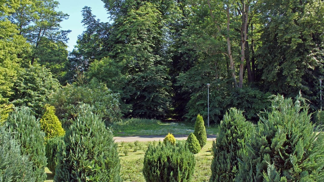 Park dworski w Krzecku