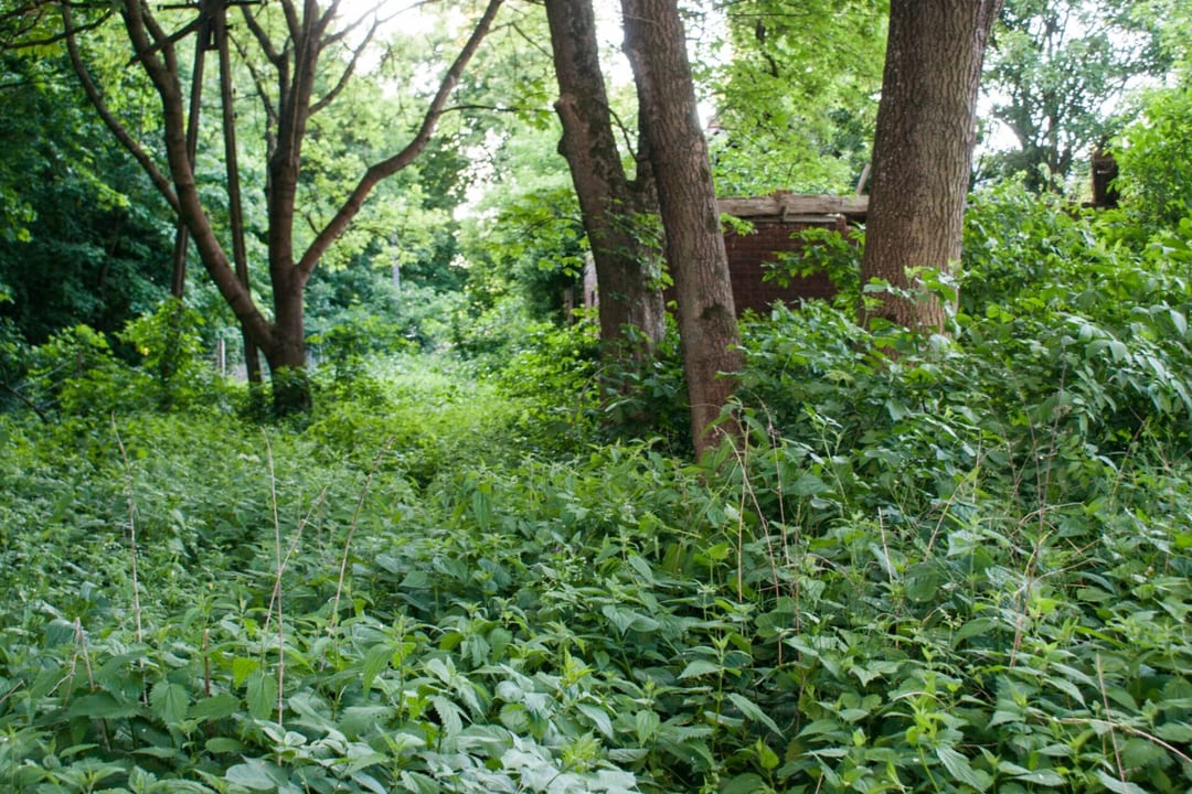 Park dworski w Golenicach