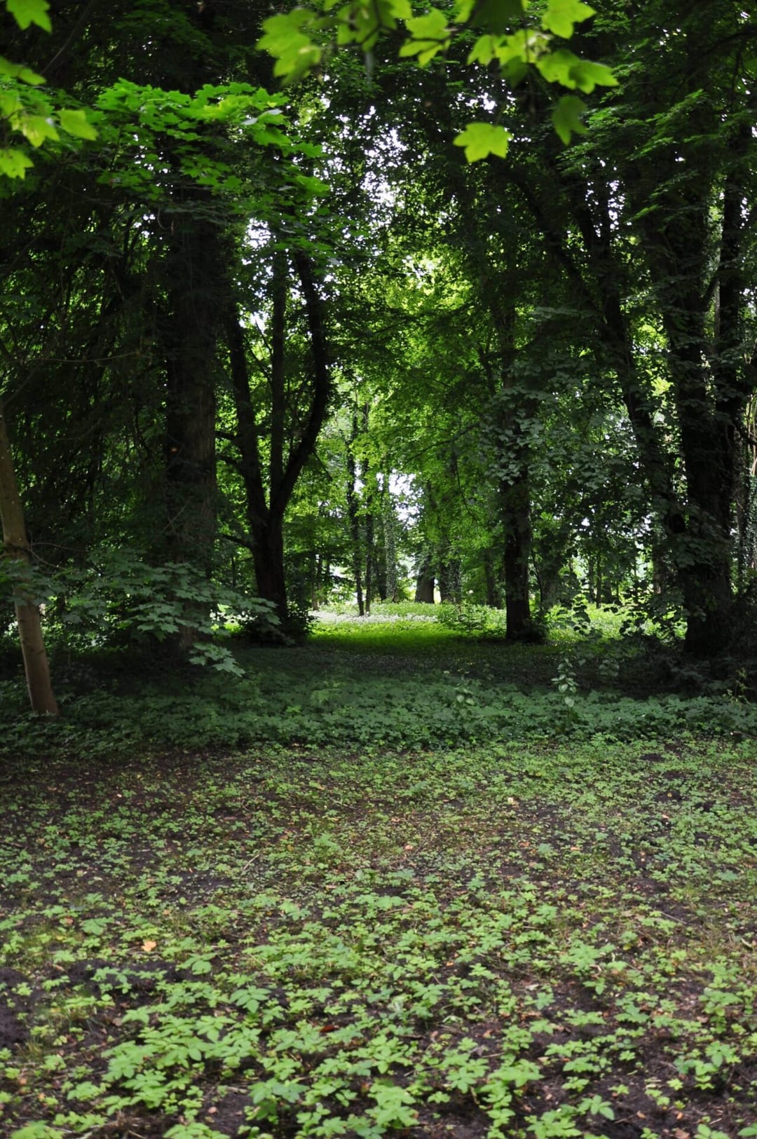 Park dworski w Ostrowcu