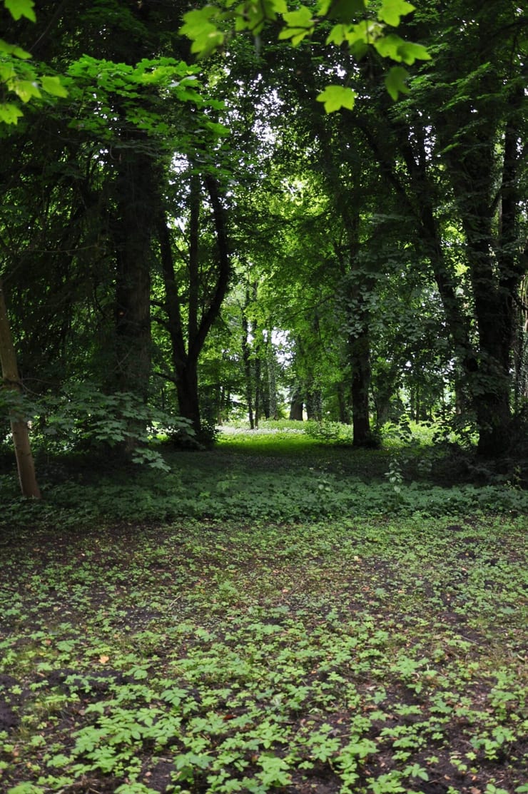 Park dworski w Ostrowcu