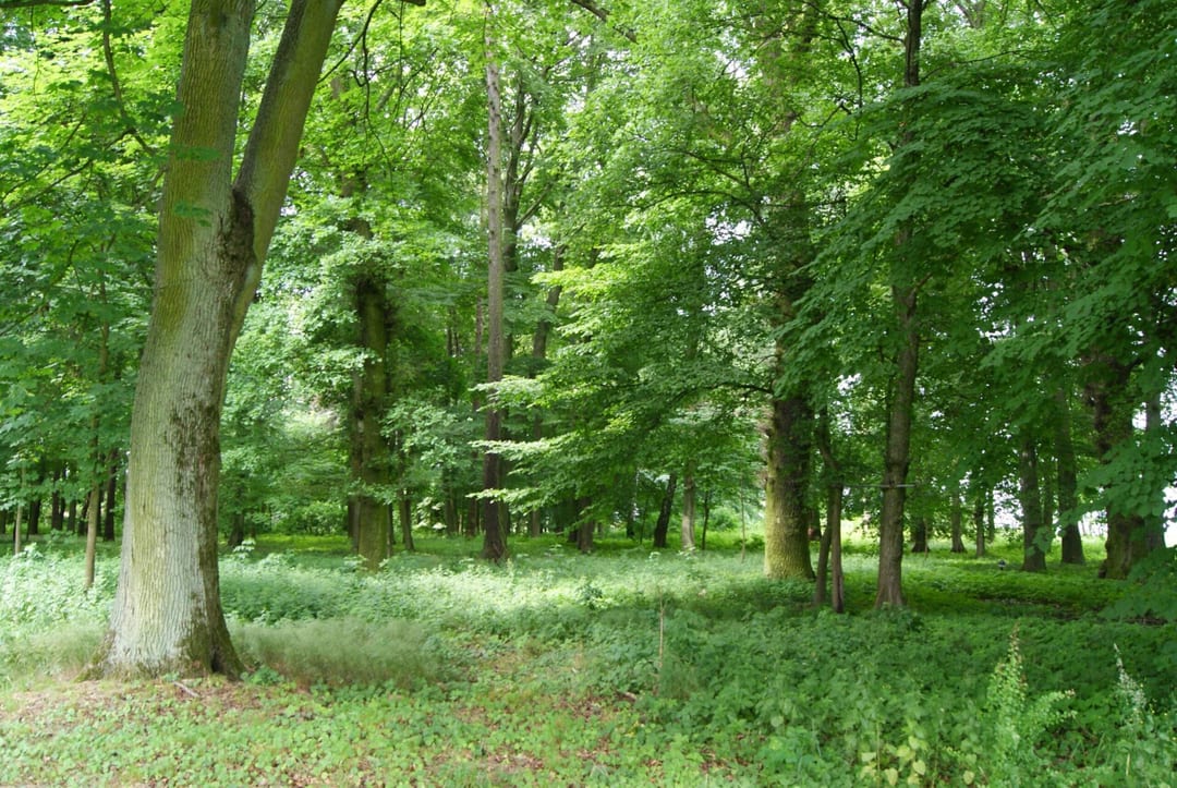 Park dworski w Bienicach