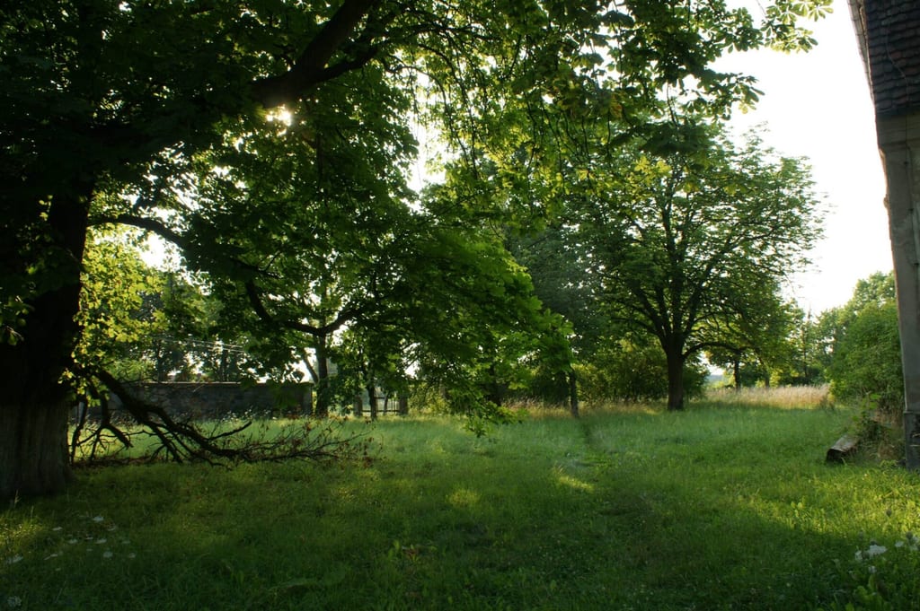 Park dworski w Karsku