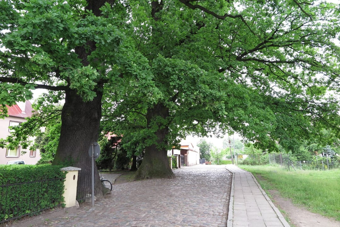 Dęby szypułkowe