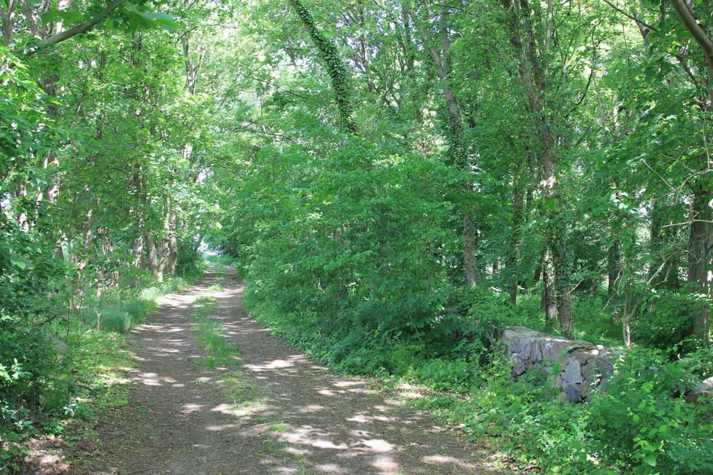Park dworski w Krajniku Górnym