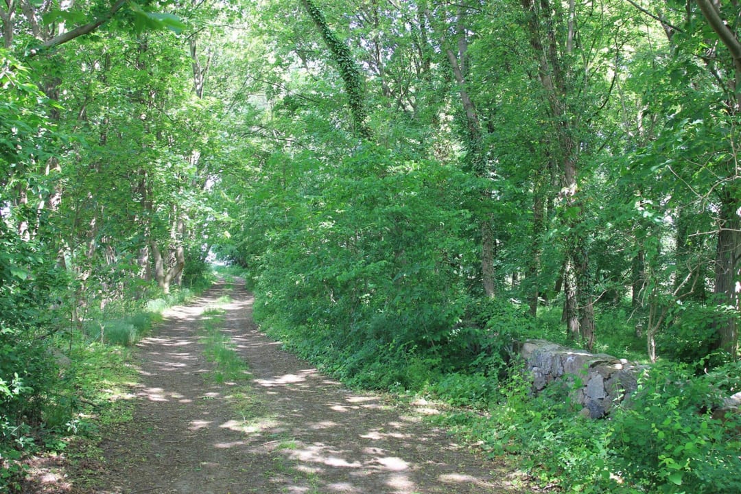 Park dworski w Krajniku Górnym