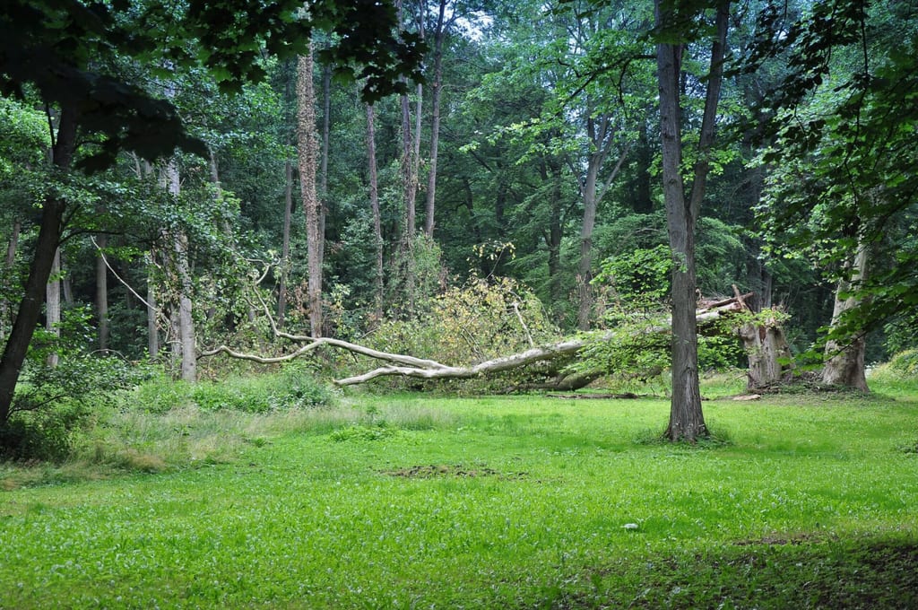 Park dworski w Dolsku
