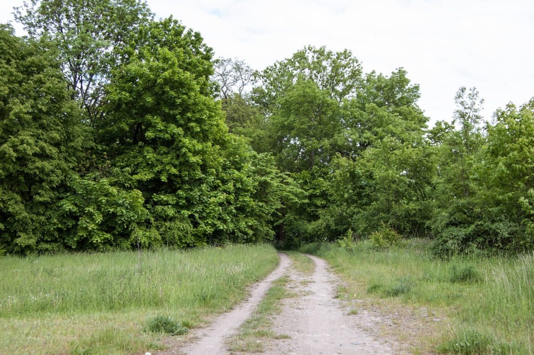 Park dworski w Klępiczu