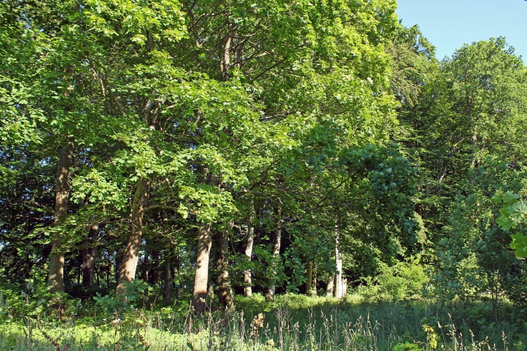 Park dworski w Ząbrowie