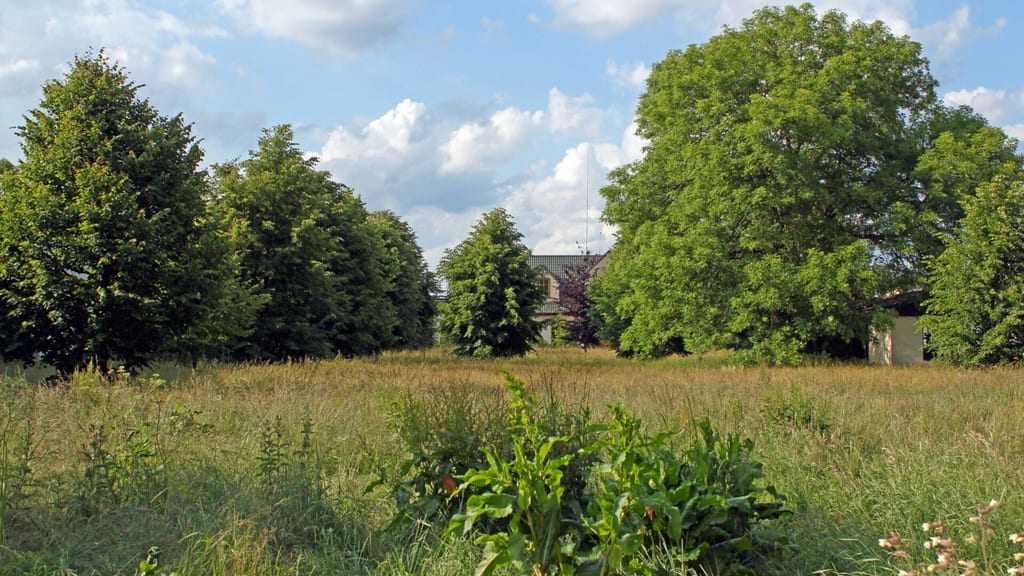 Park dworski w Kocurach