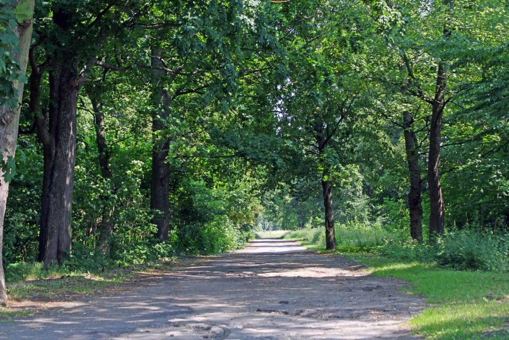 Park dworski w Rzęcinie