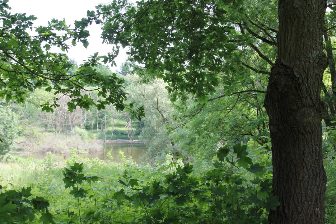 Park pałacowy w Naroście