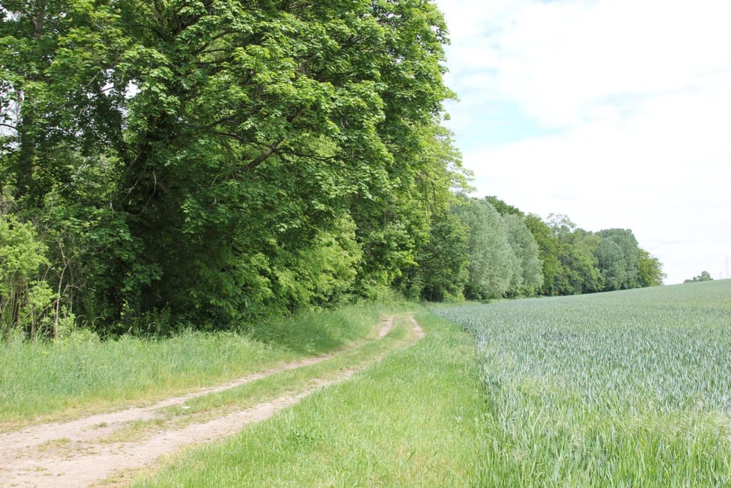 Park dworski w Wierzchlesie