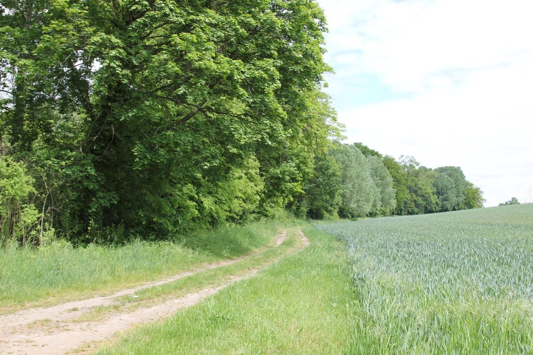 Park dworski w Wierzchlesie