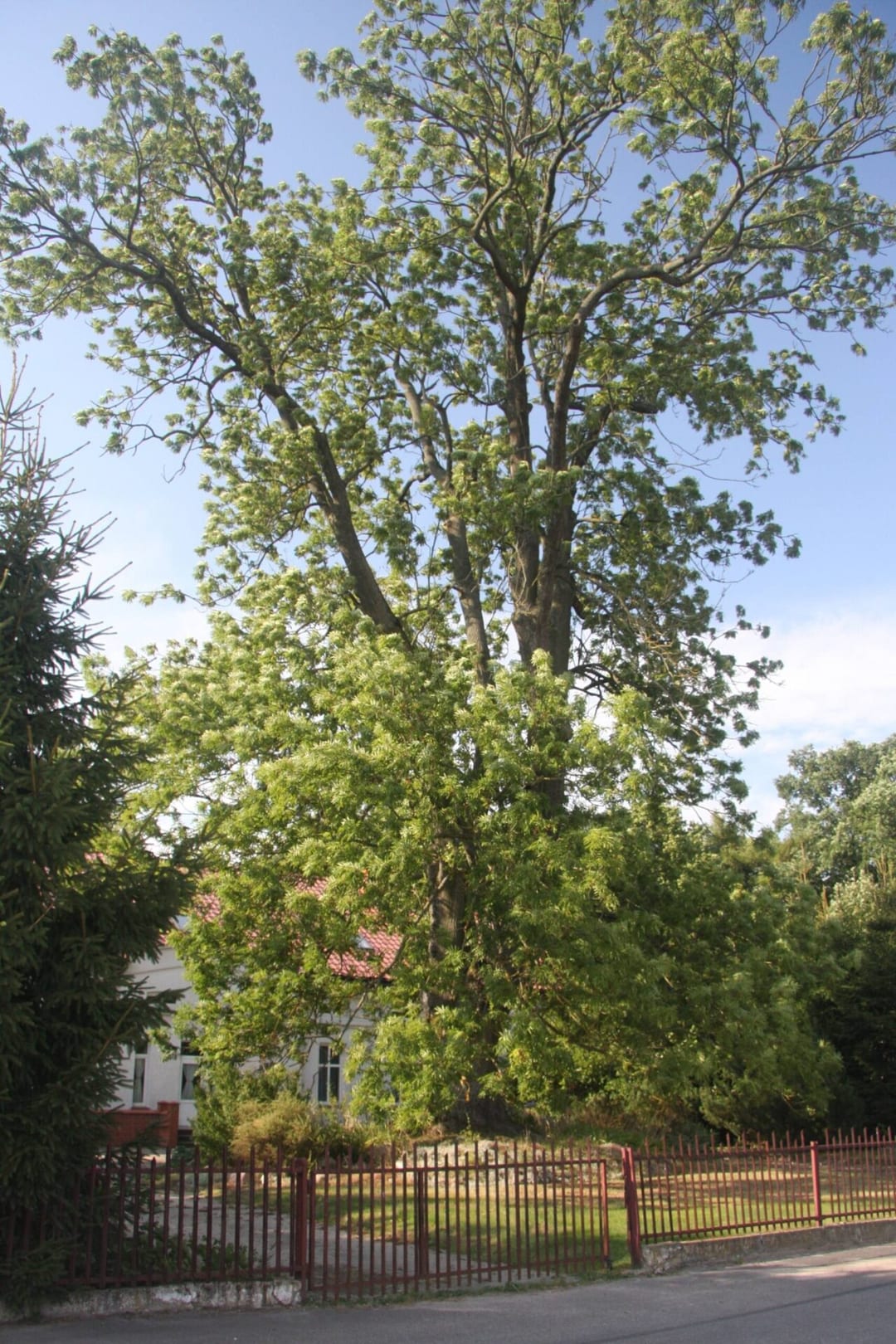 Park dworski w Syrkowicach