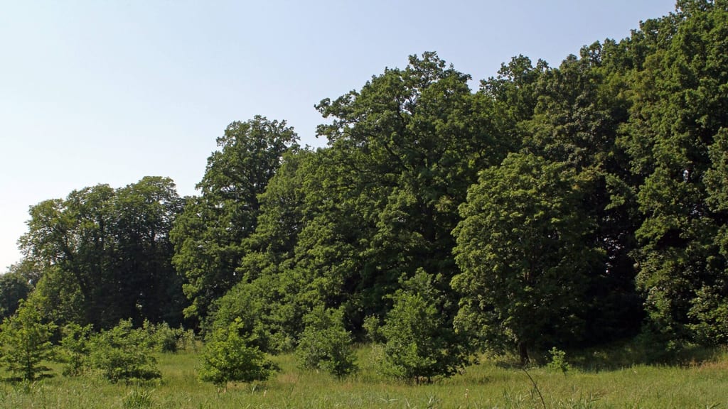 Park dworski w Jezierzycach