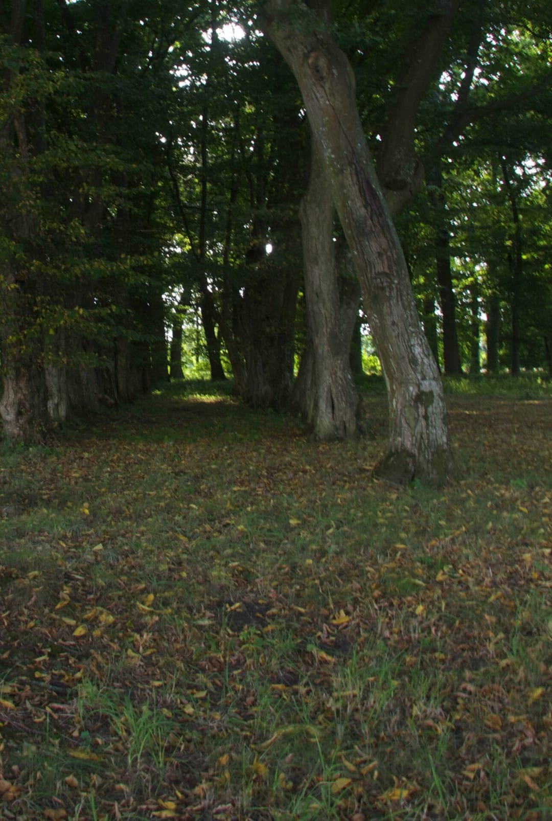 Park dworski w Pobłociu Wielkim