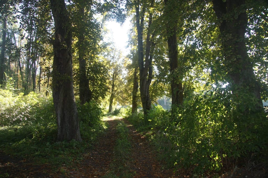 Park dworski w Kamosowie