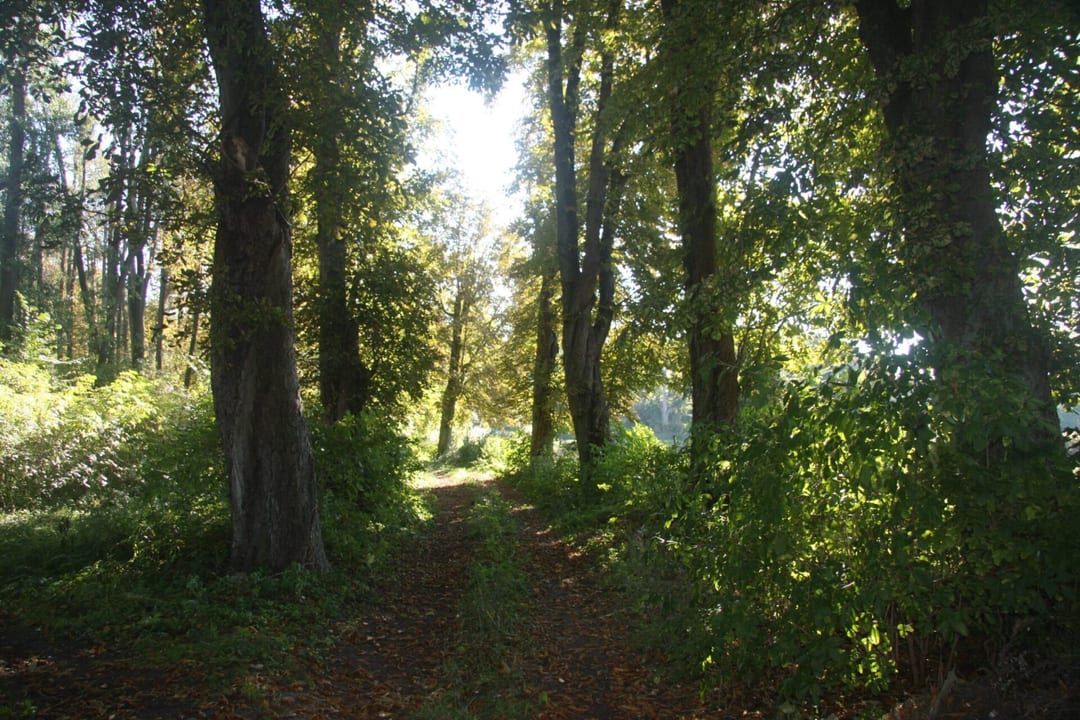 Park dworski w Kamosowie