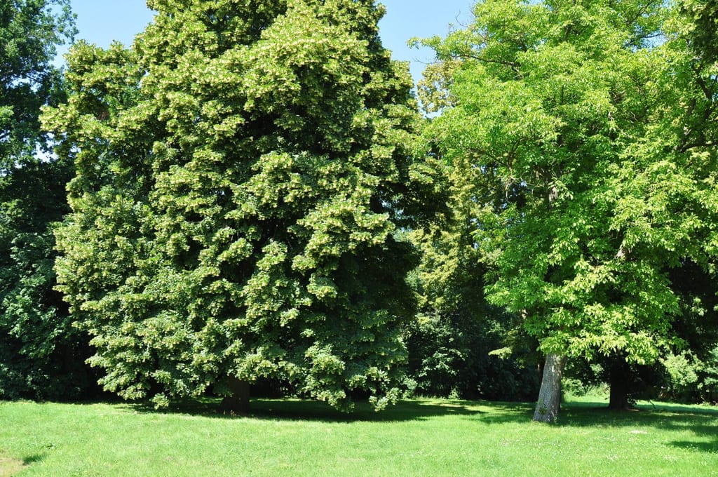 Park dworski w Płońsku