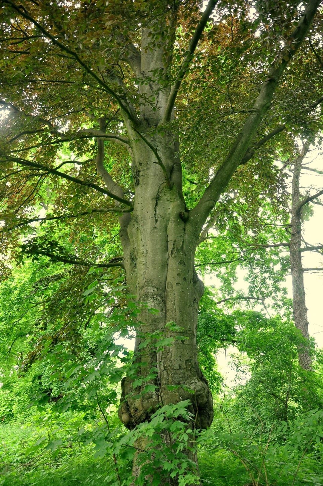 Park dworski w Stradzewie