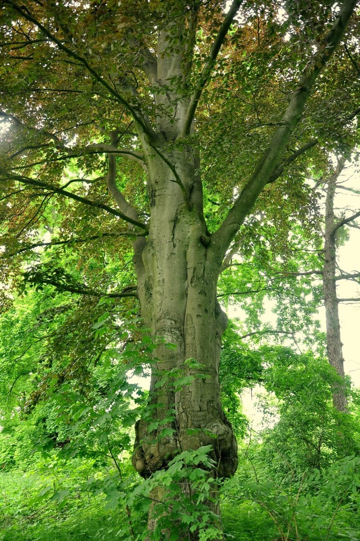 Park dworski w Stradzewie